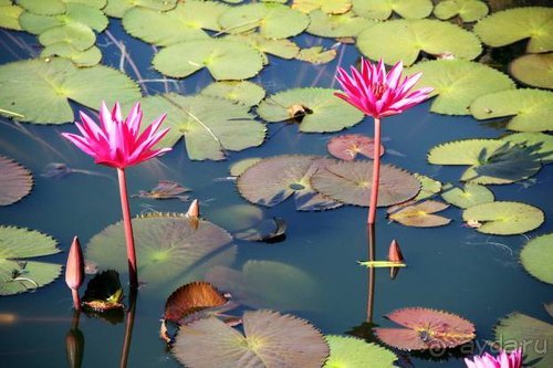 Горловка — Шри-Ланка