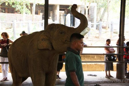 Горловка — Шри-Ланка