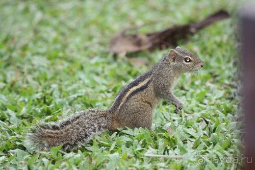 Горловка — Шри-Ланка