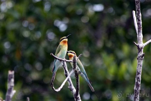 Горловка — Шри-Ланка