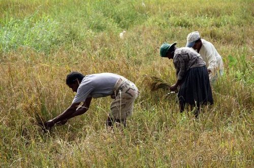 Горловка — Шри-Ланка
