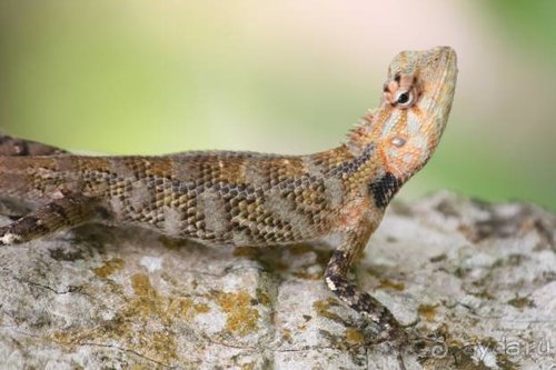 Горловка — Шри-Ланка