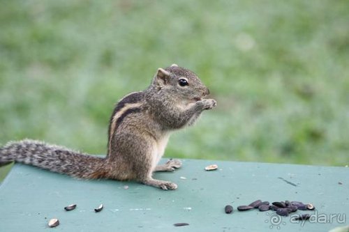 Горловка — Шри-Ланка