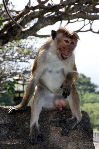 Горловка — Шри-Ланка