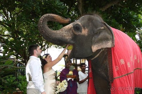 Горловка — Шри-Ланка