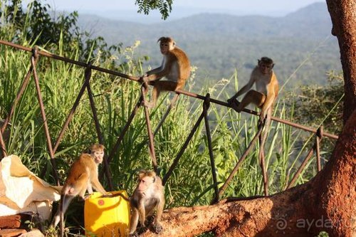 Горловка — Шри-Ланка