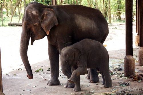 Горловка — Шри-Ланка