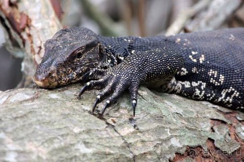 Горловка — Шри-Ланка