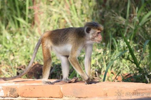 Горловка — Шри-Ланка