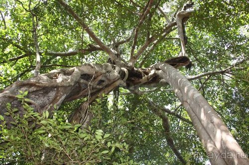 Горловка — Шри-Ланка