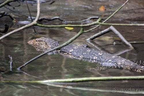 Горловка — Шри-Ланка