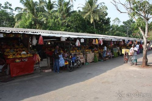 Горловка — Шри-Ланка
