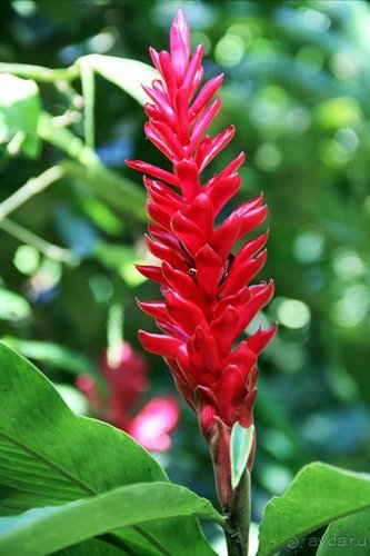 Горловка — Шри-Ланка