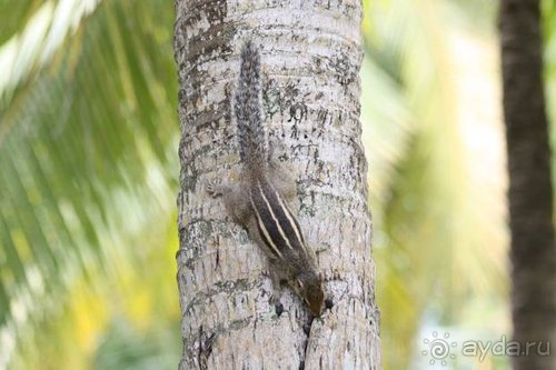 Горловка — Шри-Ланка