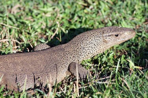 Горловка — Шри-Ланка