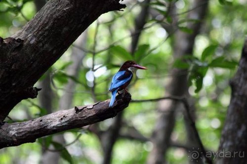 Горловка — Шри-Ланка