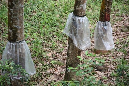 Горловка — Шри-Ланка