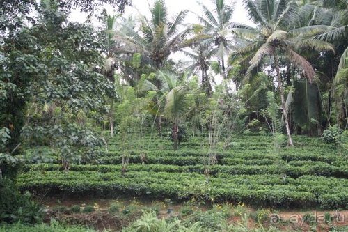 Горловка — Шри-Ланка