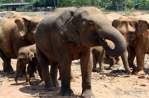 Горловка — Шри-Ланка