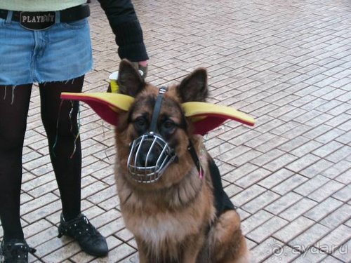 Дни смеха. Одесса + Украинская Венеция