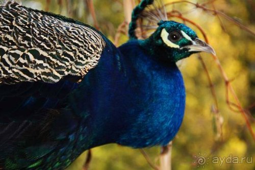 На Юморину в Одессу через Приднестровье и Молдавию