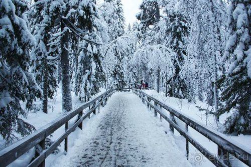 Олени, хаски и Полярный круг