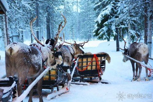 Олени, хаски и Полярный круг