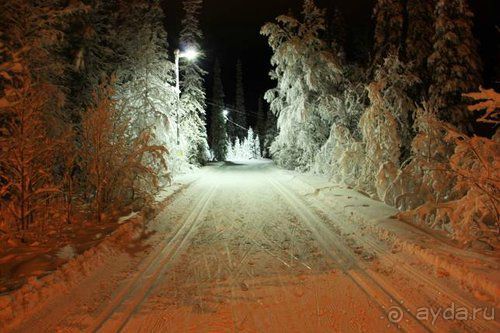 Олени, хаски и Полярный круг