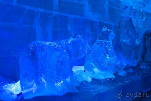 Олени, хаски и Полярный круг