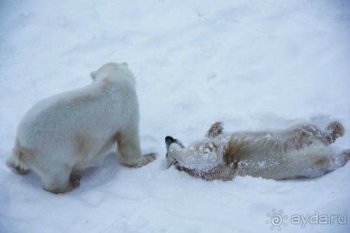 Олени, хаски и Полярный круг