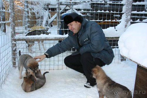 Олени, хаски и Полярный круг