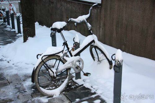 Олени, хаски и Полярный круг