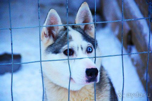 Олени, хаски и Полярный круг