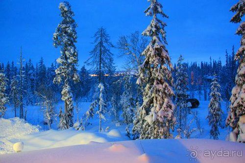 Олени, хаски и Полярный круг