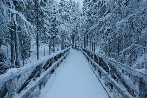 Олени, хаски и Полярный круг