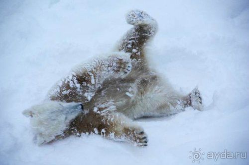 Олени, хаски и Полярный круг