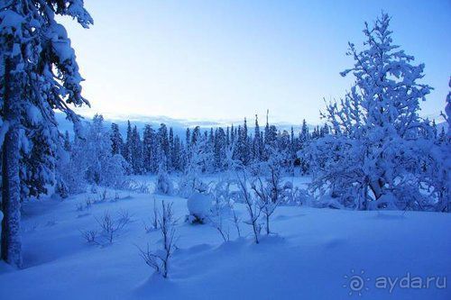Олени, хаски и Полярный круг