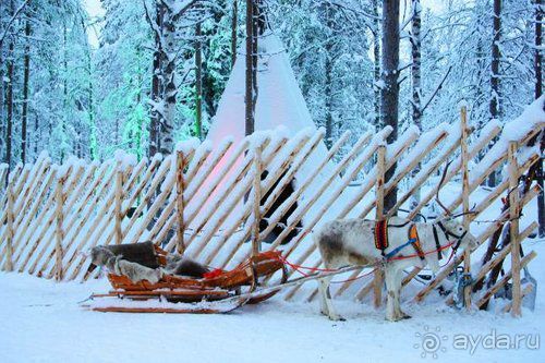 Олени, хаски и Полярный круг