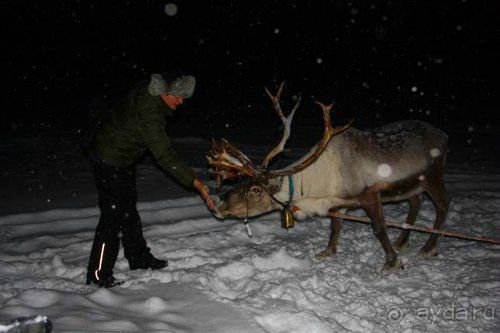 Олени, хаски и Полярный круг