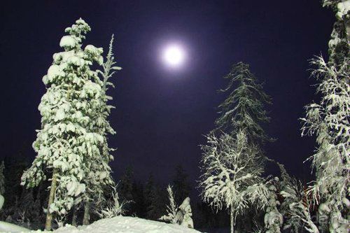 Олени, хаски и Полярный круг