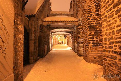 Олени, хаски и Полярный круг