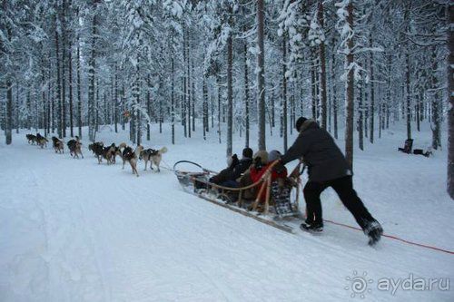 Олени, хаски и Полярный круг