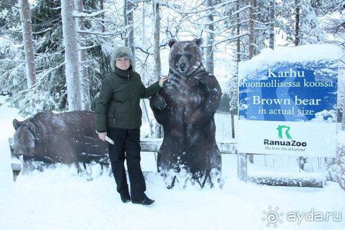 Олени, хаски и Полярный круг