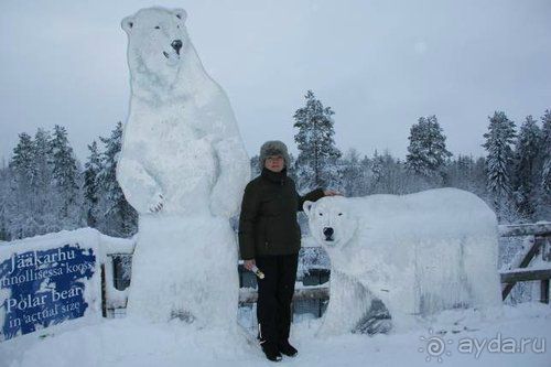 Олени, хаски и Полярный круг