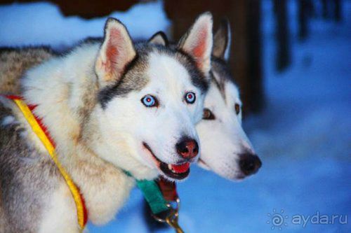 Олени, хаски и Полярный круг