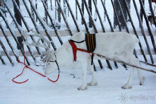 Олени, хаски и Полярный круг
