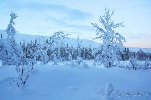 Олени, хаски и Полярный круг