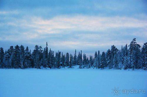 Олени, хаски и Полярный круг