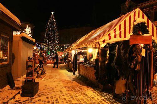 Олени, хаски и Полярный круг