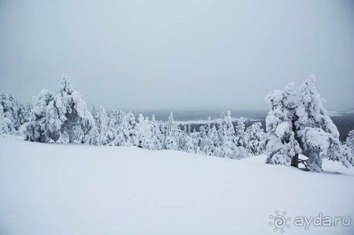 Олени, хаски и Полярный круг